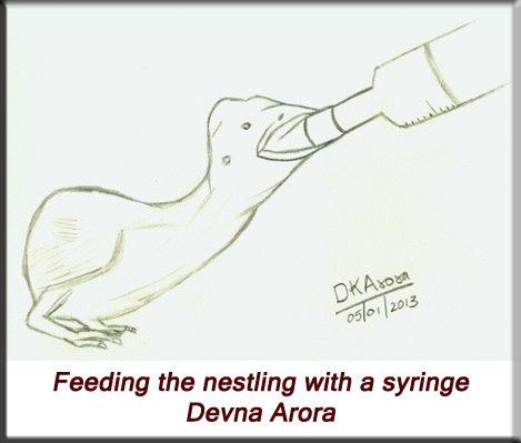 Devna Arora - Feeding the nestling with a syringe
